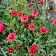 Gaillardia Aristata Burgunder - Img 3