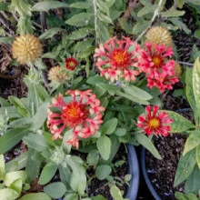 Gaillardia Fanfare Blaze - Img 4