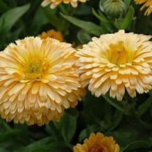 Galbenele-Calendula Off.Apricot Beauty - Img 4