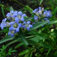 Gentiana Dahurica - Img 3