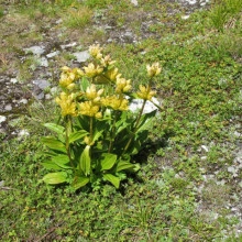Gentiana Punctata - Img 5