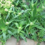 Gentiana Tibetica - Img 6