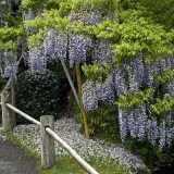 Glicina mov-Wisteria floribunda - Img 5