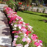 Godetia grandiflora
