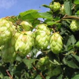 Hamei-Humulus lupulus