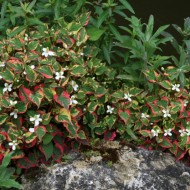 Houttuynia Cordata Cameleon