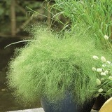 Iarba decorativa Agrostis nebulosa - Img 2