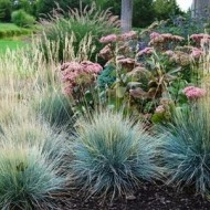 Iarba decorativa Festuca glauca - Img 2