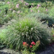 Iarba decorativa-Pennisetum alopecuroides hameln - Img 2