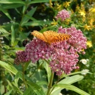 Iarba fluturilor-Asclepias incarnata