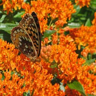 Iarba fluturilor-Asclepias tuberosa