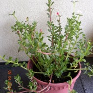 Iarba grasă-Portulaca oleracea