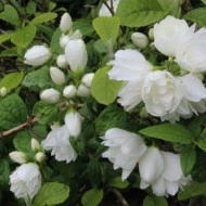 Iasomie batuta-Philadelphus Snowbelle