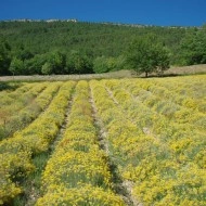 Imortela-Helichrysum italicum - Img 7