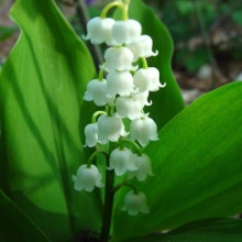 Lacramioara-Convallaria majalis - Img 2