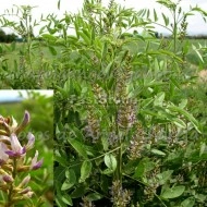 Lemn Dulce-Glycyrrhiza Glabra - Img 2