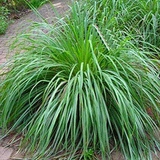 Lemongrass-Iarba lamaioasa