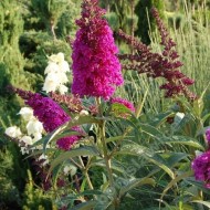 Liliac de vara-Buddleja Davidii Royal Red