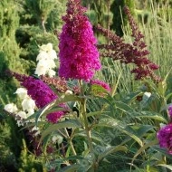 Liliac de vara-Buddleja Davidii Royal Red - Img 2