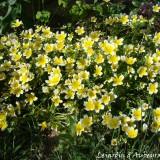 Limnanthes douglasii