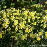 Limnanthes douglasii - Img 3