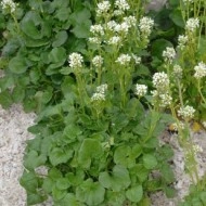 Lingureaua-Cochlearia officinalis - Img 5
