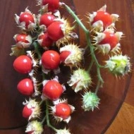 Litchi Tomato-Solanum Sisymbriifolium - Img 3