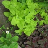 Loboda verde - Img 2