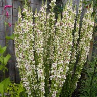 Lumanarica-Verbascum chaixii Wedding Candles