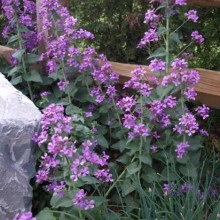 Lunaria Annua mix - Img 7