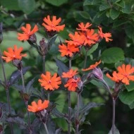 Lychnis Arkwrightii Vesuvius - Img 3