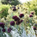 Mac Black Paeony