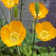 Mac Meconopsis Cambrica var.Aurantiaca - Img 2