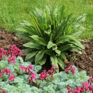 ﻿Macris Red veined-Rumex Sanguineus