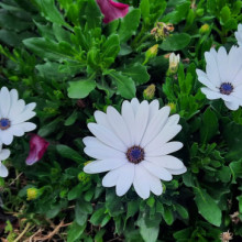 Margareta Africana-Osteospermum ecklonis