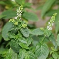 Menta Villosa Mojito Mint - Img 3