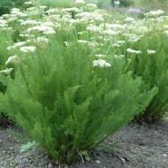 Meum athamanticum