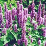 Mexican Hyssop-Agastache mexicana