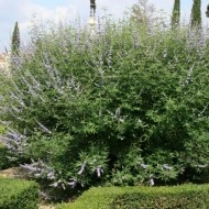 Mielareaua-Vitex agnus castus - Img 2