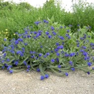 Miruta-Anchusa officinalis - Img 4