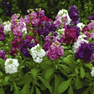 Mixandra-Matthiola incana