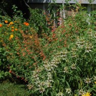 Monarda punctata-Spotted Bee Balm