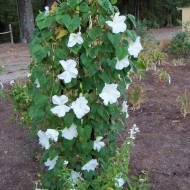 Moonflower-Ipomoea alba - Img 4