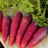 Morcov Purple - Img 2