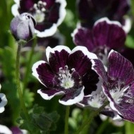 Nemophila menziesii Pennie Black
