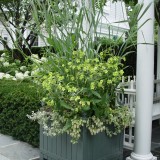 Nicotiana-Regina noptii alba