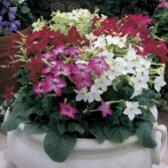 Nicotiana-Regina noptii mix