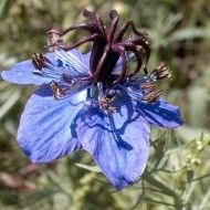 Nigella Hispanica Blue
