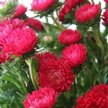 Ochiul boului-Callistephus chinensis Milady Scarlet