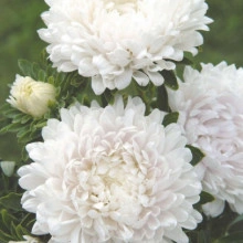Ochiul boului-Callistephus chinensis Paeony White - Img 3